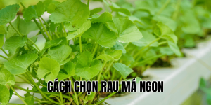 Cách Chọn Rau Má Ngon