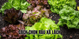 Cách Chọn Rau Xà Lách